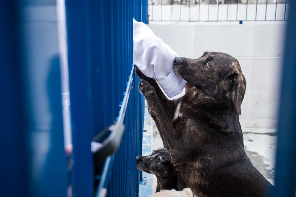 Dibea Cachorros para Adoção