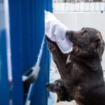 Dibea Cachorros para Adoção